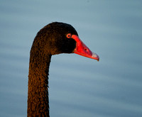 Black Swan Portrait, Tygum Park
