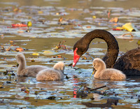 Black Swan Family, Tygum Park