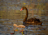Black Swan Family, Tygum Park