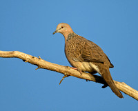 Spotted dove, Tygum Park