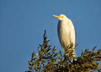 Intermediate Egret, Tygum Park