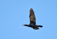 Little Black Cormorant in flight, Tygum Park