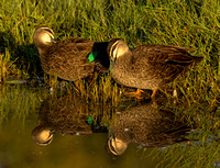 Pair of Pacific Black Duck reflected in Tygum Lagoon