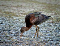 Glossy Ibis, Eagleby Wetlands