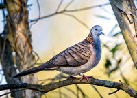 Bar-shouldered Dove, Eagleby Wetlands