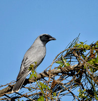 Black-faced Cuckoo-shrike, Eagleby Wetlands