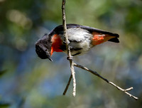 Mistletoebird, Eagleby Wetlands