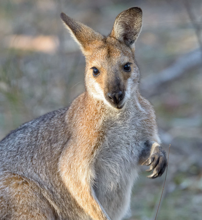 Wallaby, Girraween National Park