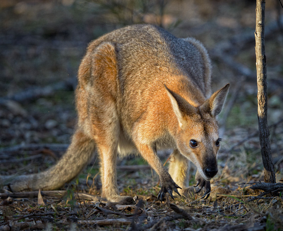 Wallaby, Girraween National Park
