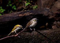 White-naped Honeater and Yellow-faced Honeyeater