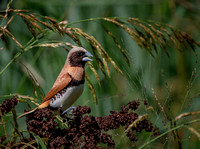 Chestnut-breasted anikin, Eagleby Wetlands