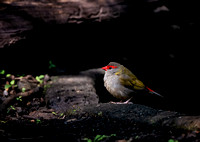 Red-browed Finch, Spicers Gap, Main Range National Park