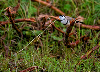 Double-barred Finch, Tygum Park