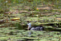 Cotton Pygmy-goose, Tygum Park