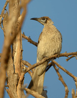 Litttle Friarbird, Tygum Park