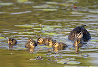 Pacific Black Duck and ducklings, Tygum Park
