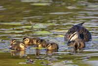 Pacific Black Duck and ducklings, Tygum Park
