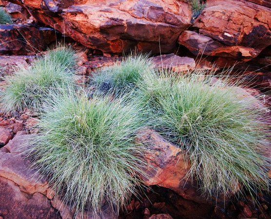 Spinifex and Red Rock, Kings Canyon