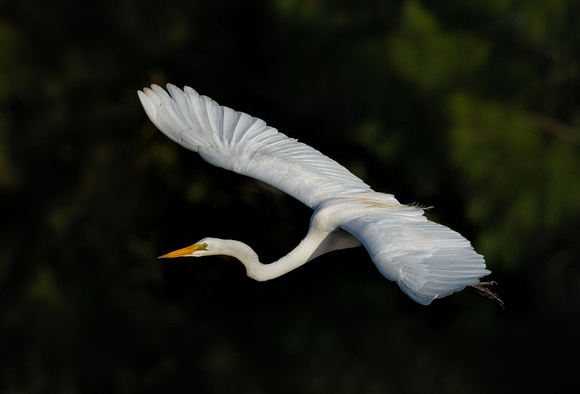 Eastern Great Egret, Tygum Park