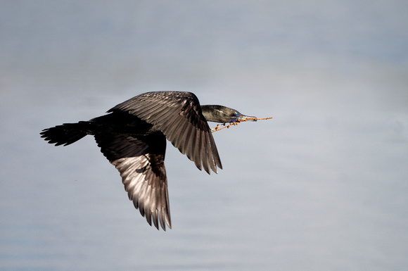 Little Black cormorant, Tygum Park