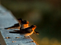 Welcome Swallows, Tygum Park