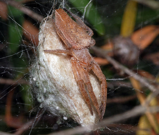 Tent-web Spider with egg-sac
