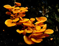Small Orange Fungi