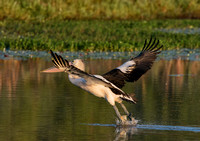 Pelican taking off, Tygum Park