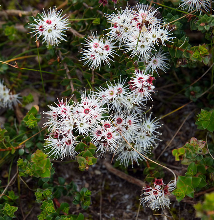 Wildflowers, Coorong National Park