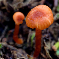 Lawn Fungi