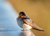 Welcome Swallow, Tygum Park, Waterford