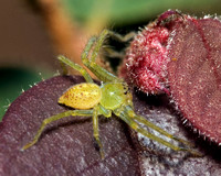 Unknown Spider - Sparassid