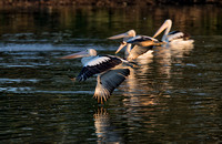 Pelicans, Eagleby