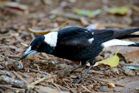 Magpie with larvae at Mary Cairncross Park