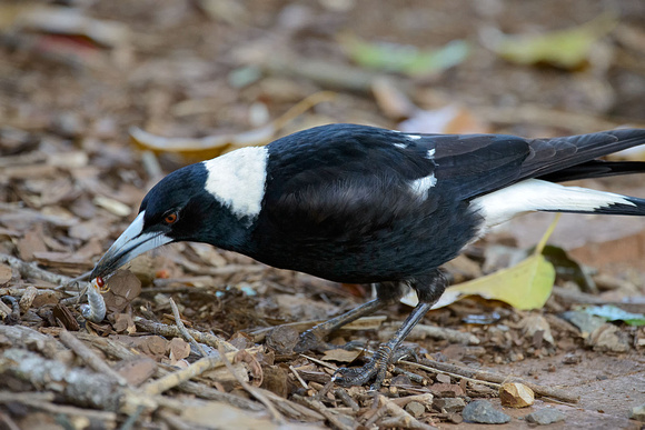 Magpie with larvae at Mary Cairncross Park