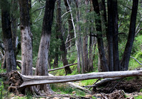Trees on Wombelong Creek, Warrumbungle National Park