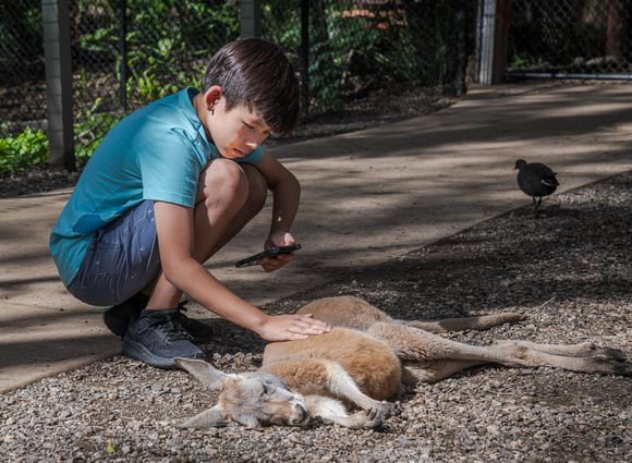 Drew with a Kangaroo