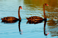 Black Swans, Tygum Lagoon