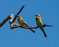 Rainbow Bee-eaters, Bundjalung National Park
