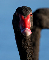Black Swans, Tygum Lagoon