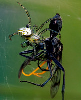 Tent Web Spider with Wasp