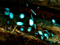 Blue Fungi