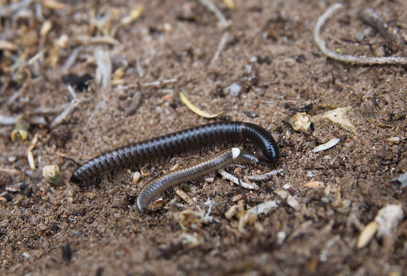 Portugese Millipedes on track, South Australia.
