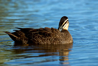 Black Duck, Tygum Lagoon