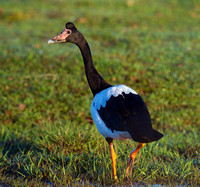 Magpie Goose, Tygum Lagoon