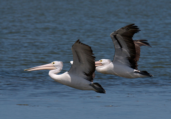 Pelicans, Long Point, Coorong