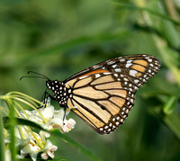 Monarch Butterfly, Eagleby