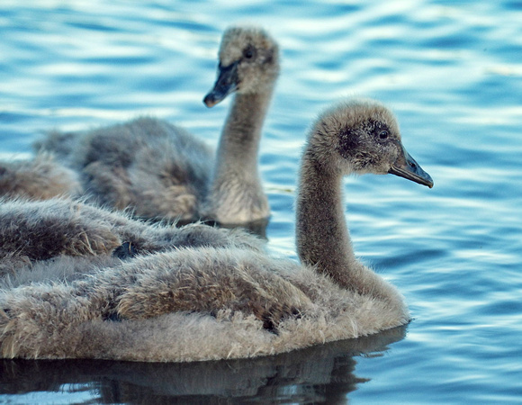 Black Swan Cygnets, Tygum Lagoon