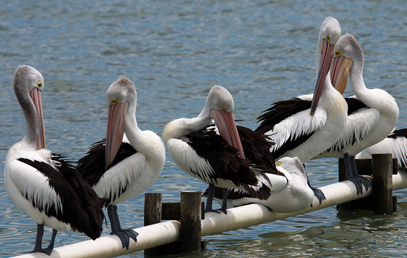 Pelicans Grooming, Meningie, South Australia