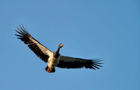 Magpie Goose in Flight, Eagleby